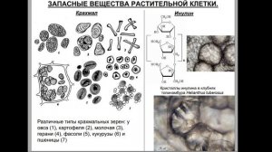 Цитология Лекция 03 Производные протопласта