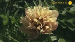 Редкостной красоты неприхотливые пионы -  ИТО гибриды