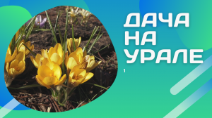 Неспешная прогулка по даче в апреле