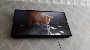 Что делают коты? Дома? Праздник для семьи кот малыш и кошечка мурка