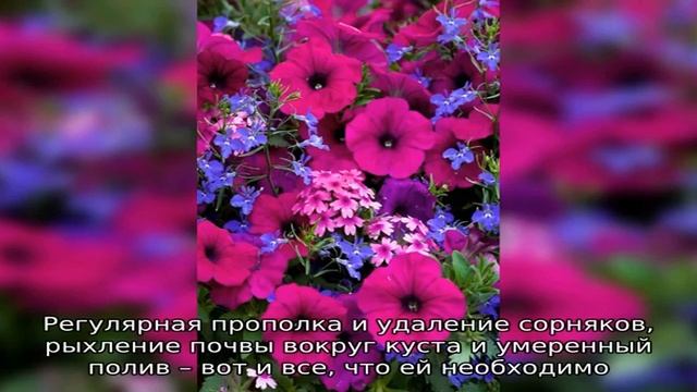 Целозия — яркий представитель неприхотливых однолетних цветов, цветущих до самой осени