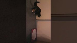 Как сдружить старую кошку и принесенного котенка.