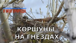 Коршуны на гнездах