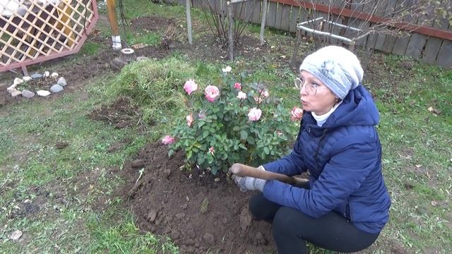 6 соток 17 октября. Продолжаю укрывать розы плетистые, виноград. смотреть онлайн