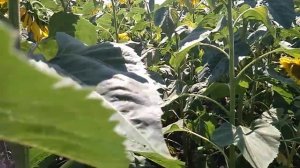 Заразиха на подсолнечнике!!!