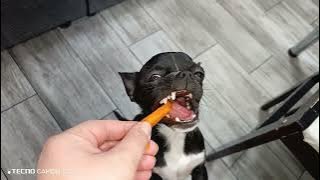 Чихуахуа и болгарский перец)Вкусненько 👍