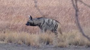 Интересные факты о гиенах, самых страшных хищниках-людоедах в Индии !Событие Великой Гиены