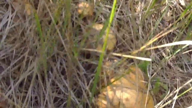 Грибы в Красном Лимане осень 2013 год. смотреть онлайн