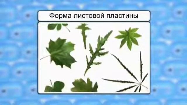 06  Внешнее строение листа