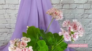 ИВ-СОНЯ НЕЖНАЯ и PAC FLOWER FAIRY white splash. Пеларгонии глазастики.