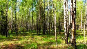 Первые дни лета: березовая роща в солнечную погоду. Звуки живой природы.