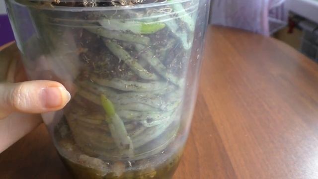 КАК ПОЖИВАЮТ МОИ ОРХИДЕИ КУПЛЕННЫЕ ЛЕТОМ | Чуть не загубила | Про торфяной стакан у орхидей смотреть онлайн