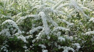 Самый красивый и самый неприхотливый, декоративный кустарник Спирея серая.???