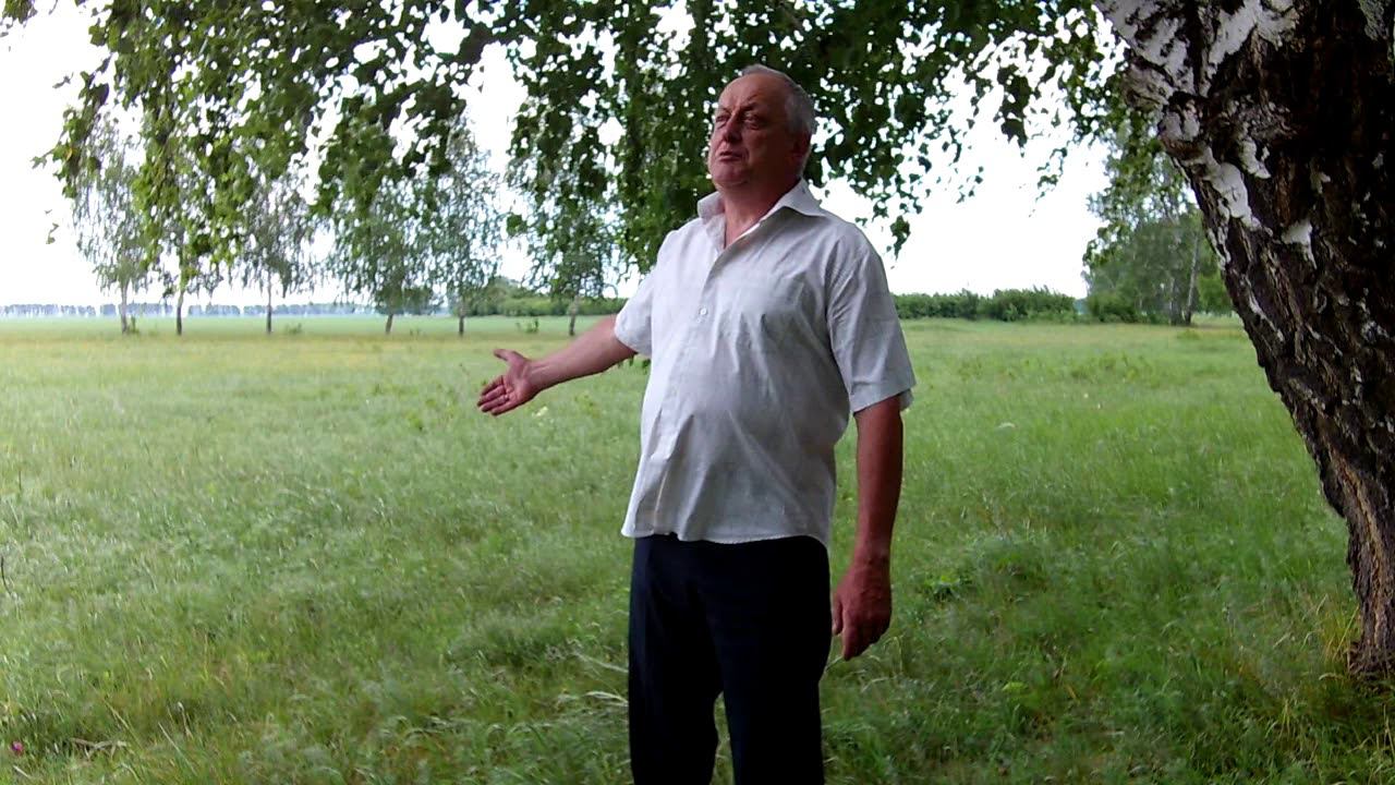 Отчего так в России березы шумят