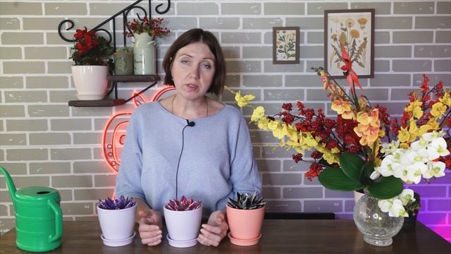 УЖАС! Купили крашеную Эхеверию ✔️Эхеверия - как спасти, размножить в домашних условиях