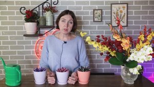 УЖАС! Купили крашеную Эхеверию ✔️Эхеверия - как спасти, размножить в домашних условиях