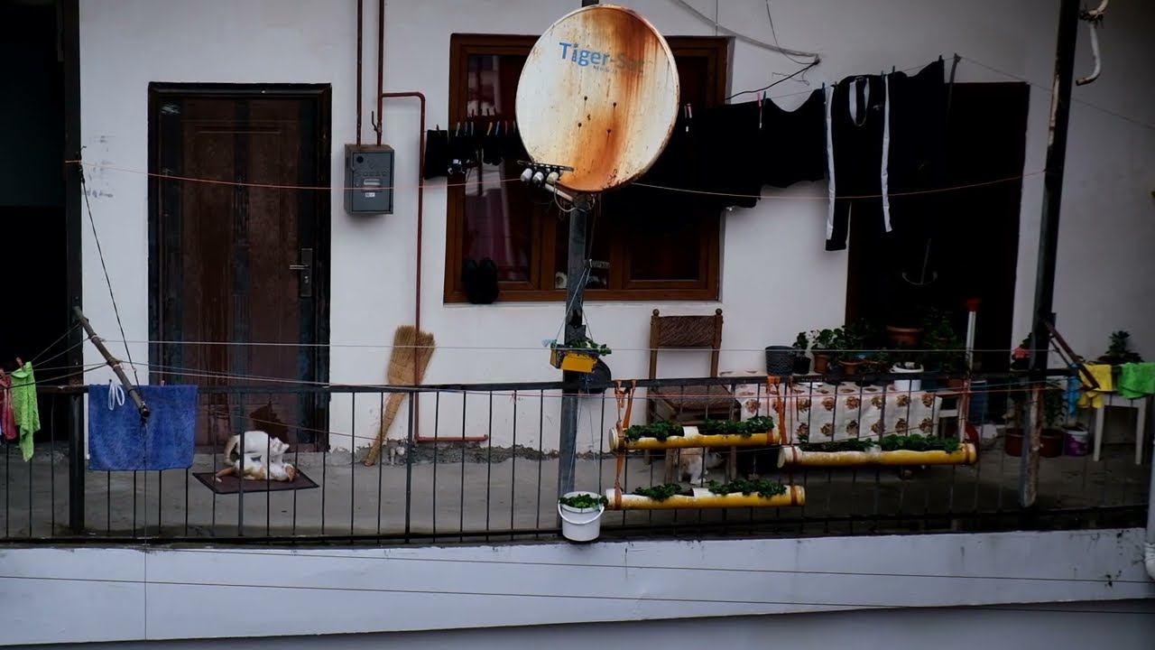 Котики играют на балконе в Батуми смотреть онлайн