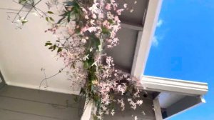 For the flowers 💐 lovers. My pink flowers 🌸 Evergreen 🌲 Clematis flowers 🌸