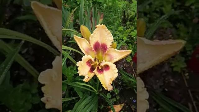 23.07.19.Новинки, в том числе посаженные в этом году. смотреть онлайн