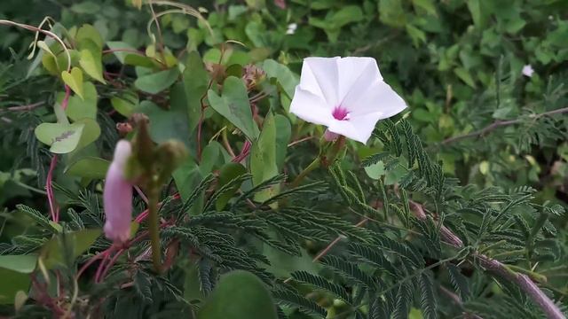 Tropical White Morning glories смотреть онлайн