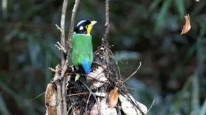 Burung Madi Injap | Long Tailed Broadbill Yang Eksotis