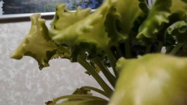 Фиалка смотреть онлайн