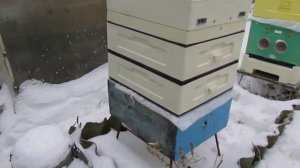 разная методика зимовки пчел - зимовка пчел на воле, на рутовском корпусе c фанерой вместо дна