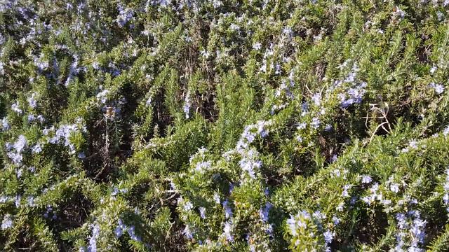 Розмарин (цветение розмарина) rosemary buzzing and blooming
