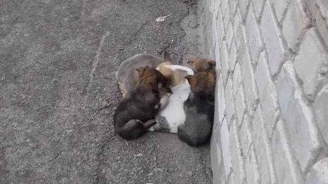 Прикольные собаки холодно смотреть онлайн