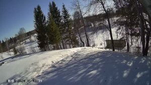 Тетерев готовится токовать