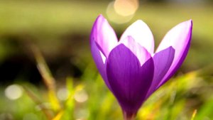 Весенний вальс. ф.Шопен.