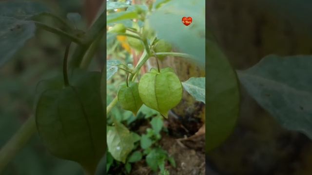 Selingan: Nostalgia Bersama Ciplukan / Cecenet / Physallis angulata Linn. Buah Berkhasiat