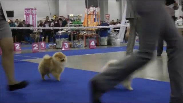 россия 2012 щенки кобели шпиц померанский смотреть онлайн