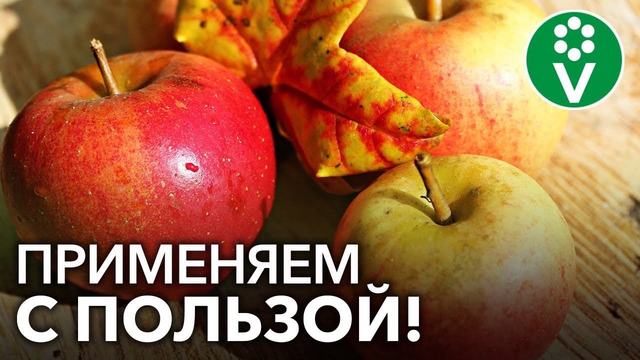Что делать с ЯБЛОЧНЫМ ОПАДОМ?