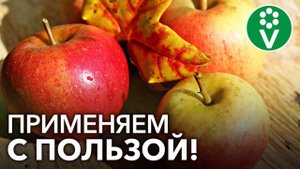 Что делать с ЯБЛОЧНЫМ ОПАДОМ?