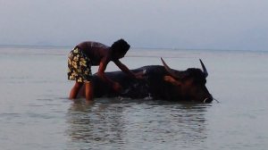 Water Buffalo swimming/ Водный буйвол купается