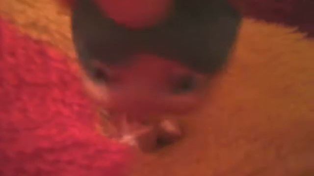 Клип закон каменых джунглей ZKD смотреть онлайн