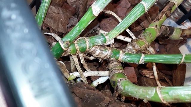 Updates: Phaius tankervilliae: Cattleya: Rlc: Phalaenopsis; a quick peek at the garden смотреть онлайн