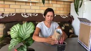 ЦВЕТОЧНЫЕ НОВОСТИ 15 РАСПАКОВКА ПОСЫЛКИ С РАСТЕНИЯМИ КАЛАДИУМ И КАЛАТЕЯ