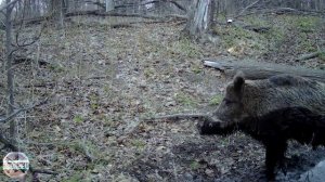 Камера в лесу. Кабан завтракает и ужинает на кормовой площадке. Съёмка на фотоловушку
