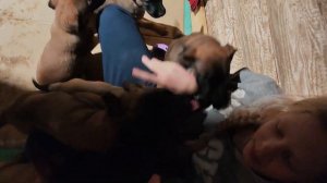 14 щенков малинуа в 1,5 месяца CODENZO malinois puppy V-litter