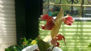 ФАЛЕНОПСИСЫ! Сахара, Черри бомб и Бабочка Майя.