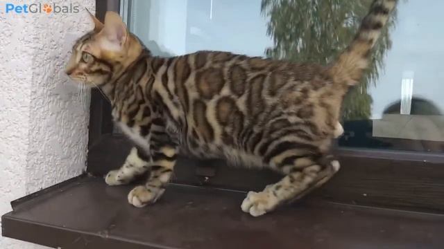 Бенгальская кошка (история, описание, особенности содержания)