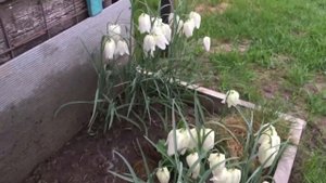 Рябчик шахматный "Альба" ( как он выглядит). MELEAGRIS ALBA.