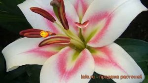 Лилия от-гибрид Бонбини (lilium ot hybrid bonbini) ? обзор: как сажать, луковицы лилии Бонбини