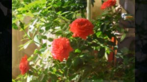 Выращивание роз в комнате