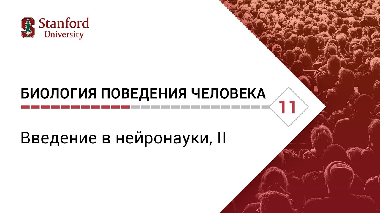 Биология поведения человека_ Лекция #11. Введение в нейронауки, II [Роберт Сапольски,2010. Стенфорд]