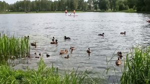 кормим уток 🦆