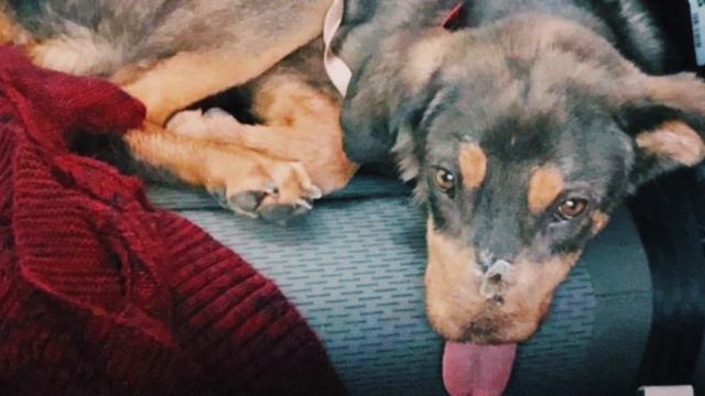 Щенка спасли от смерти ветеринары и валантёры. смотреть онлайн