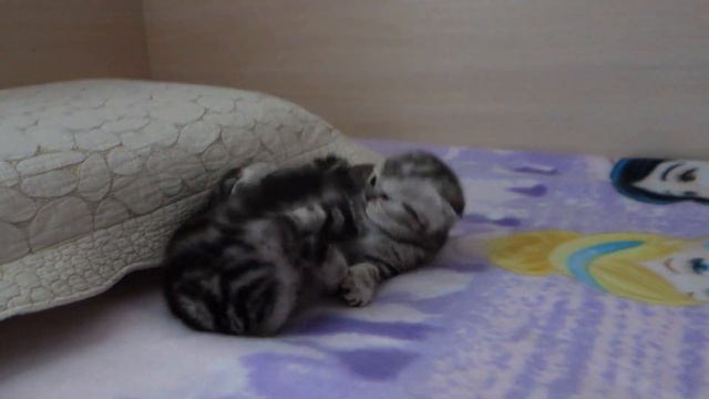 Шотландские вислоухие котята